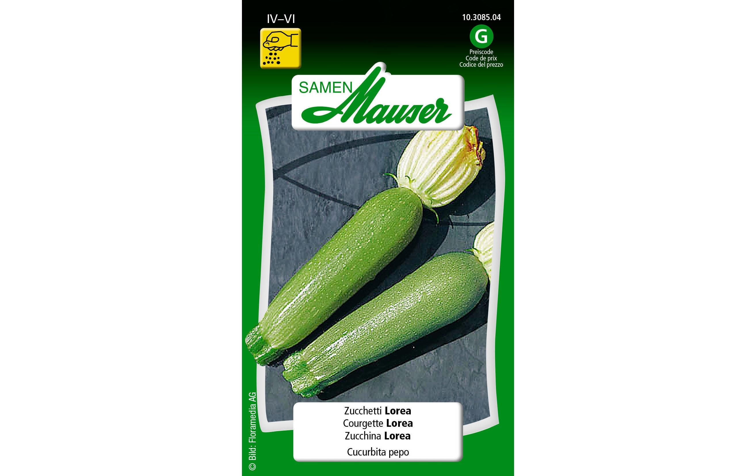 Zucchini Lorea